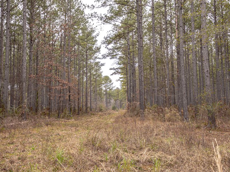 Southwest Mississippi River, Timber : Liberty : Amite County : Mississippi