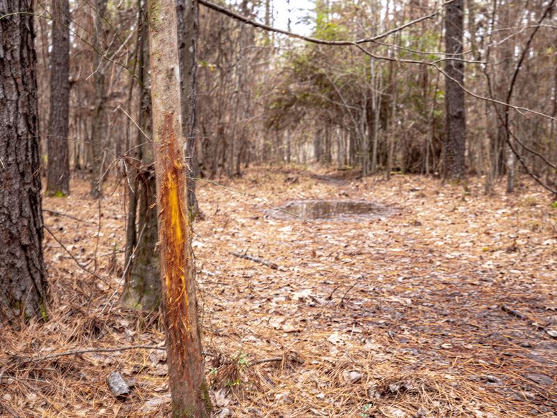 West Fork of Amite River, Hunting : Liberty : Amite County : Mississippi