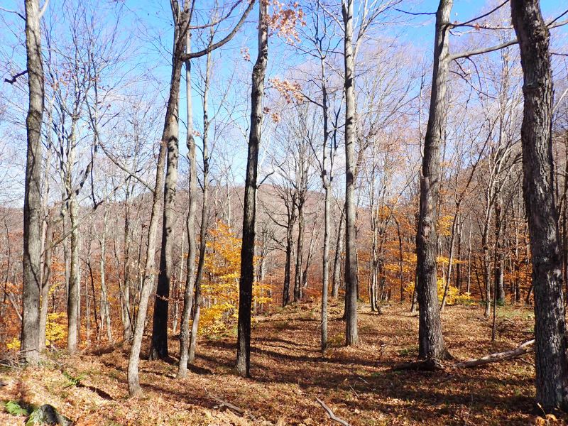 Sandgate Ridge Forest : Sandgate : Bennington County : Vermont