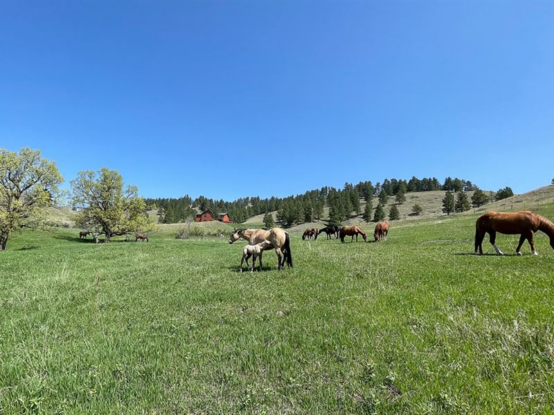 Oyster Mountain Ranch : Sturgis : Meade County : South Dakota