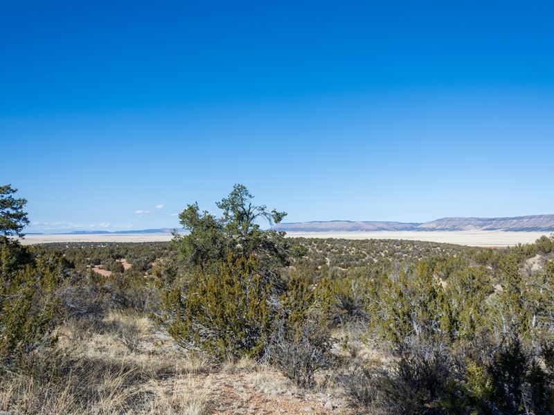 Off Grid with Scattered Trees : Altair : Yavapai County : Arizona