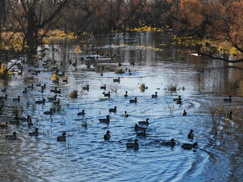 Morrill Waterfowl Retreat : Morrill : Scotts Bluff County : Nebraska