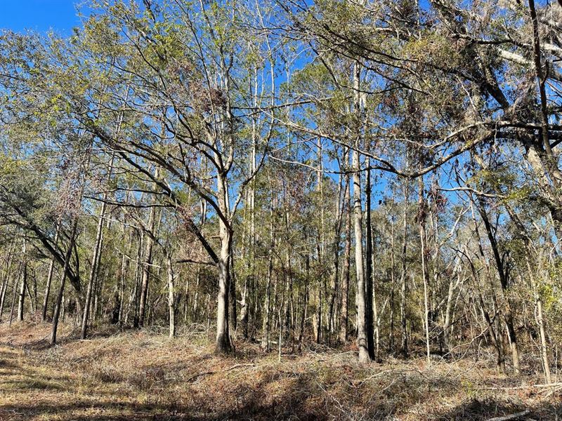 Vacant NE Nixon Way : Madison : Madison County : Florida