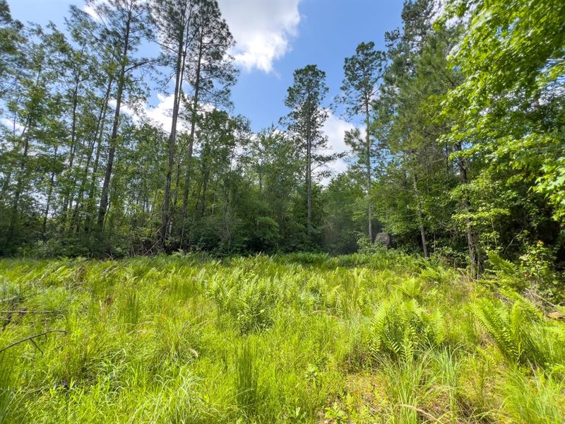 5.3 Ac Homesite Jefferson Co. FL : Monticello : Jefferson County : Florida