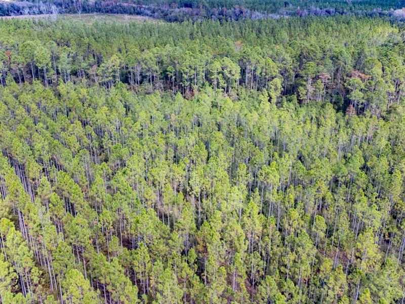 527 Ac Blue Creek SW Timber & Recre : Hosford : Liberty County : Florida