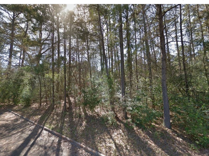 .31 Acre in Willis, $400 a Month : Willis : Montgomery County : Texas