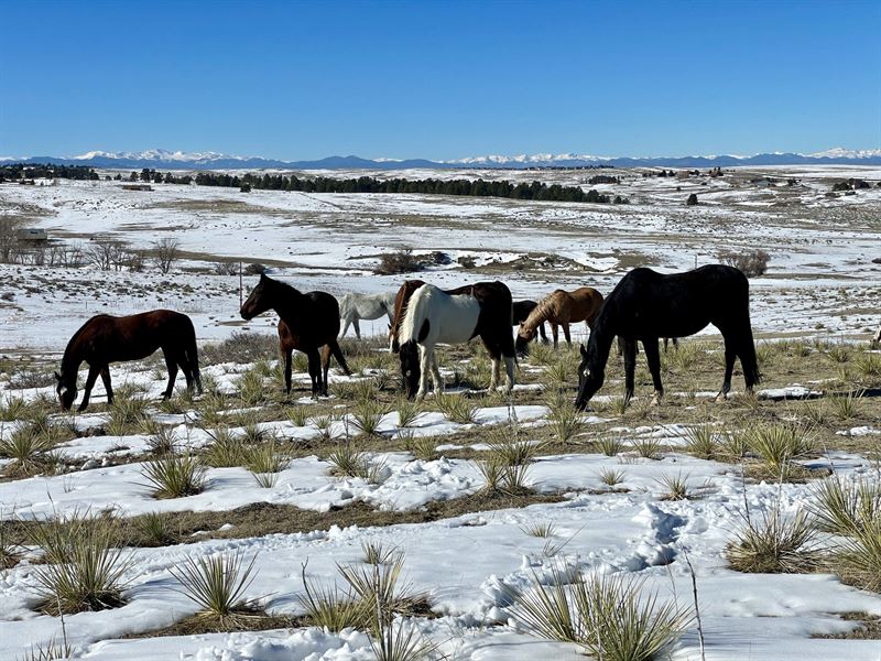 Timberline Stables : Parker : Elbert County : Colorado