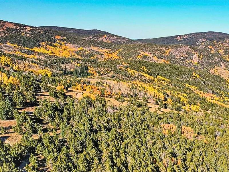 Bordering National Forest : Black Hawk : Gilpin County : Colorado