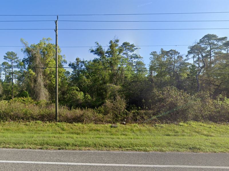 Near Trails, Lake, State Forest : Crescent City : Putnam County : Florida