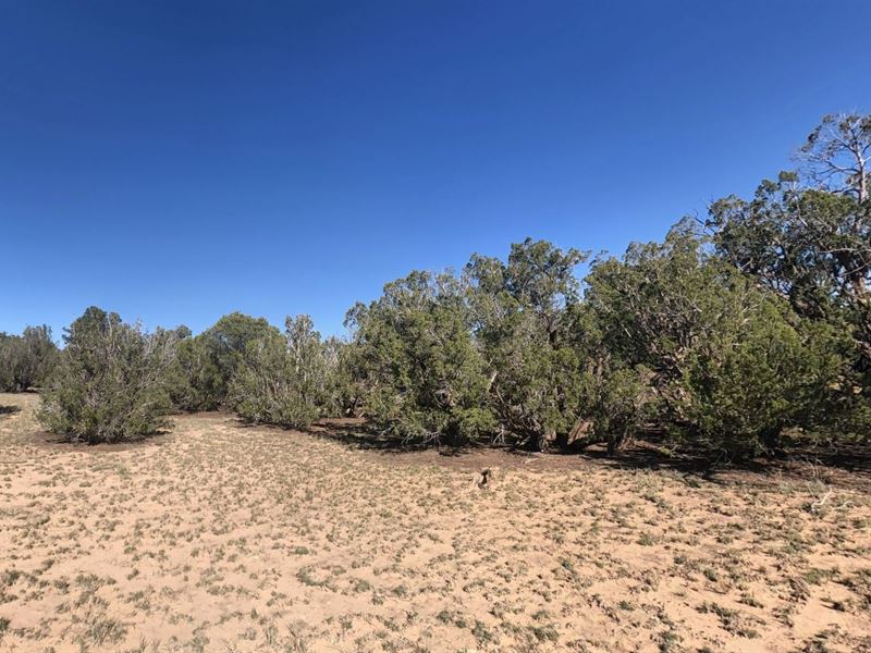 Over 70 Acres in St Johns Arizona : Saint Johns : Apache County : Arizona