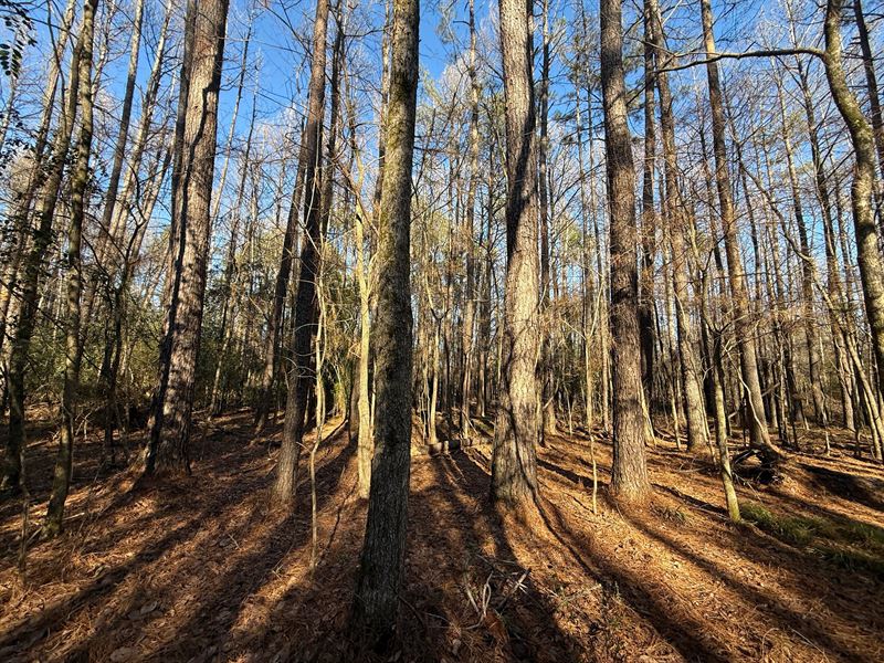 27.3 Acres in Hinds County, MS : Jackson : Hinds County : Mississippi