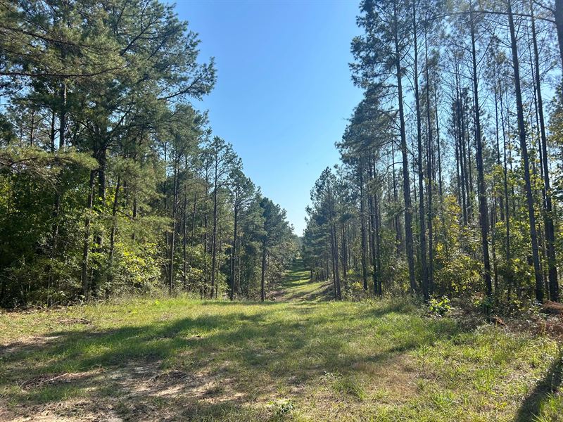 100 Acres in Copiah County, MS : Georgetown : Copiah County : Mississippi