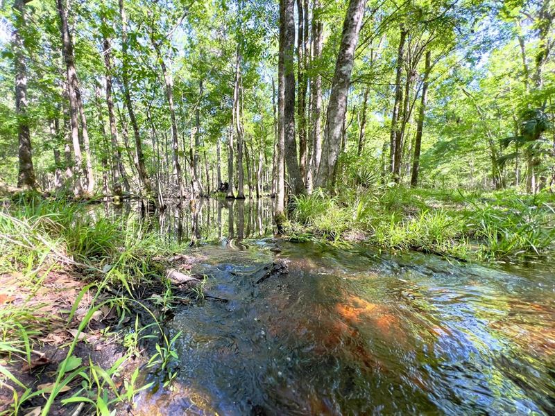 479 Ac Riverfront Timber N FL : Mayo : Lafayette County : Florida