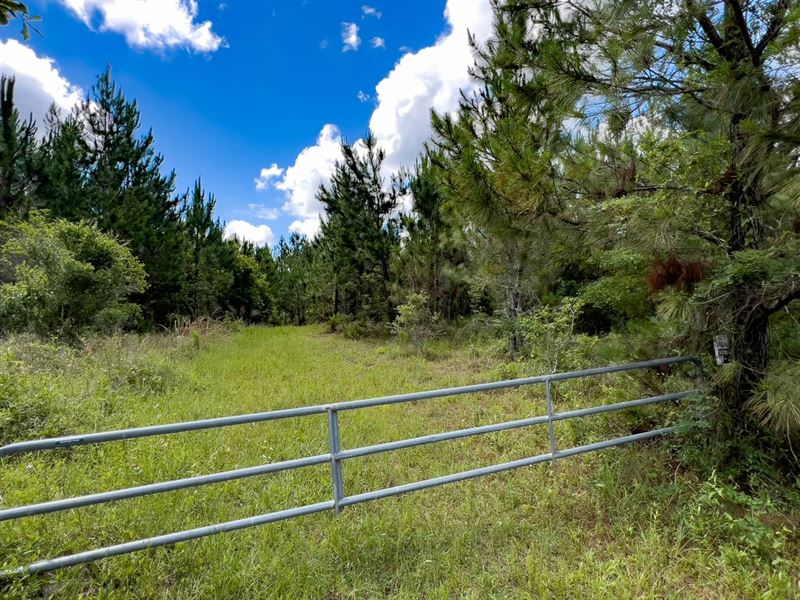 Brushy Hammock Farm Lot 4 : Mayo : Lafayette County : Florida