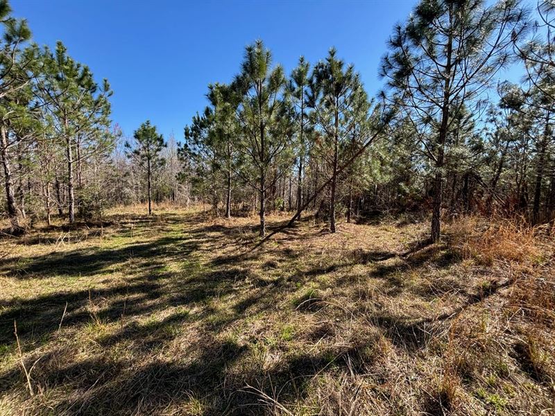 Brushy Hammock Farm Lot 5 : Mayo : Lafayette County : Florida