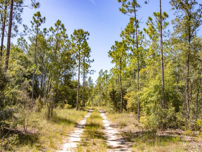 23 Ac Burnt Bridge Farm Ne, Homesi : Telogia : Liberty County : Florida