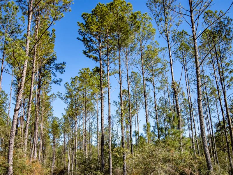 1,515 Ac Timberland Investment : Defuniak Springs : Walton County : Florida