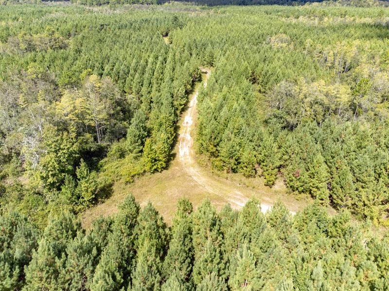 248 Ac Prime Timber Investment : Bonifay : Holmes County : Florida