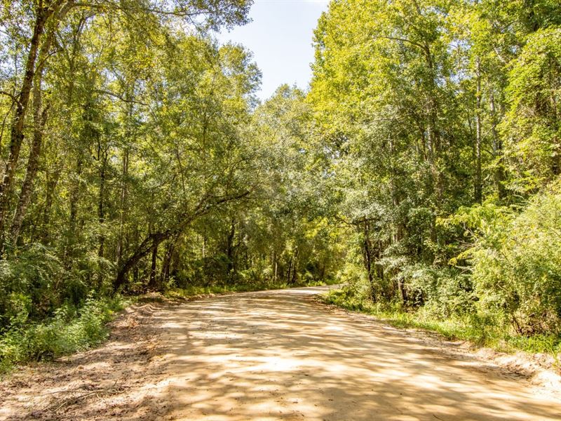 37.8 Ac Recreational Timberland Inv : Graceville : Holmes County : Florida