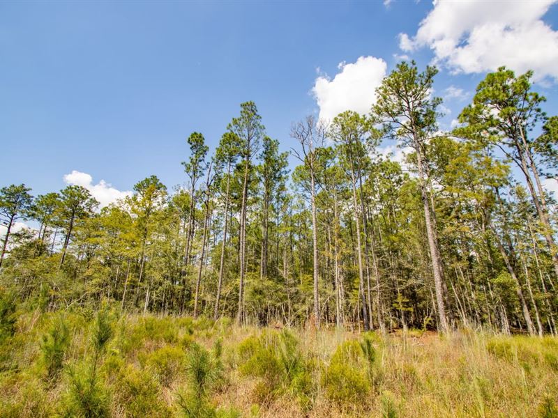 340 Ac Timber, Recreation and Homes : Bonifay : Holmes County : Florida