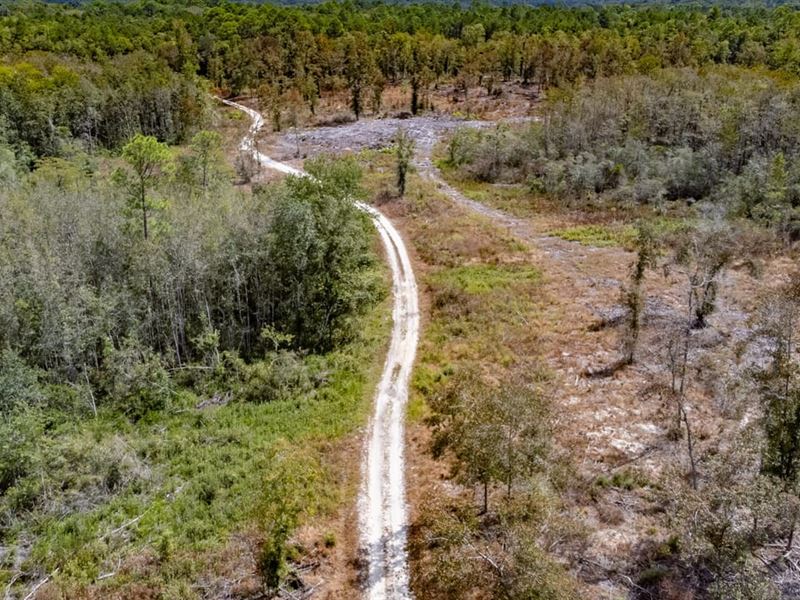 37.5 Ac Hunting & Timber Tract : Bonifay : Holmes County : Florida