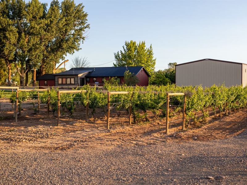 Olathe Country Home with Vineyard : Olathe : Montrose County : Colorado