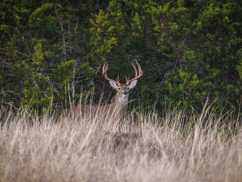 Lazy CK Headquarters Pasture : Mountain Home : Kerr County : Texas