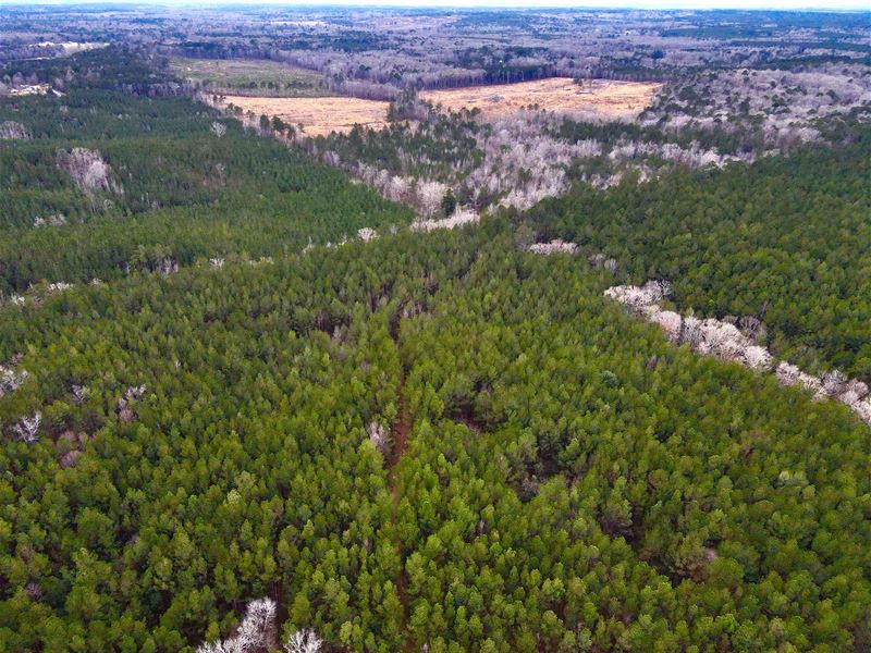 60 Acres in Simpson County, MS : Harrisville : Simpson County : Mississippi