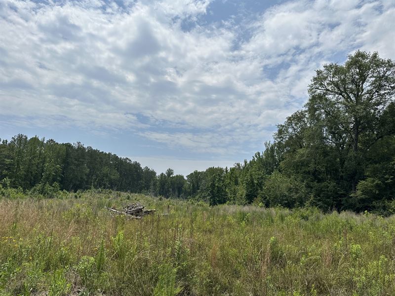 32 Acres in Dallas County : Minter : Dallas County : Alabama