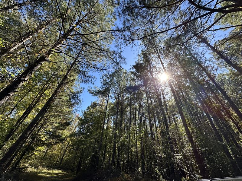 Cane Creek Tract : West Blocton : Bibb County : Alabama