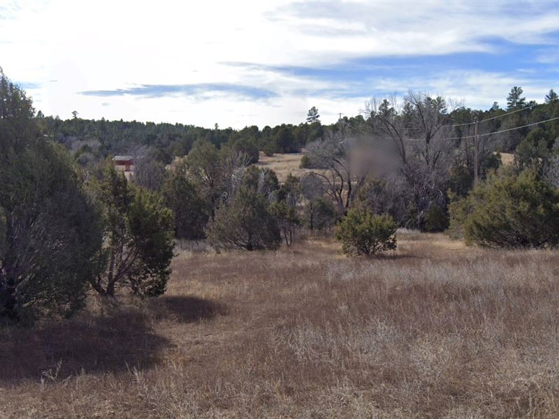 Serene Wooded Retreat : Edgewood : Torrance County : New Mexico