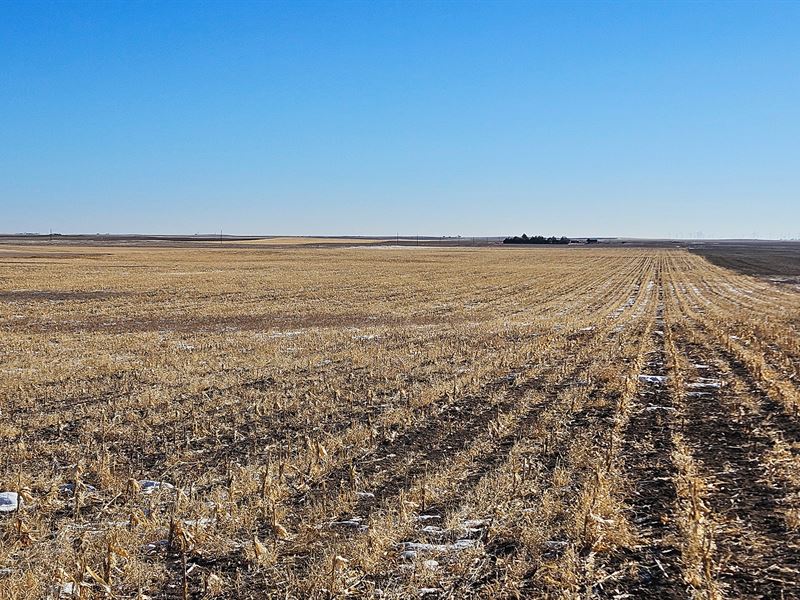 Stateline Dryland : Sidney : Cheyenne County : Nebraska