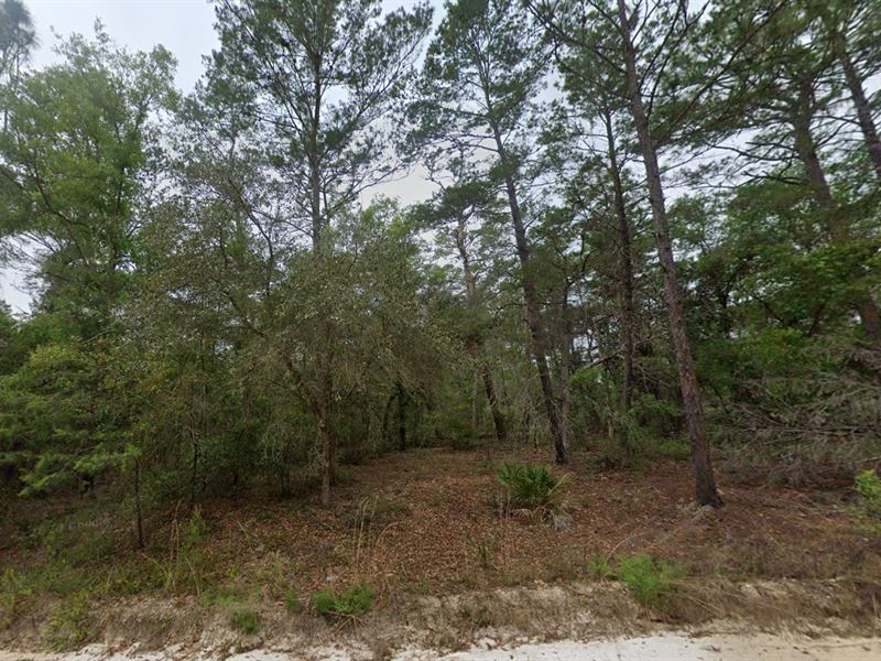 .22 Acres for $199/Mo : Satsuma : Putnam County : Florida