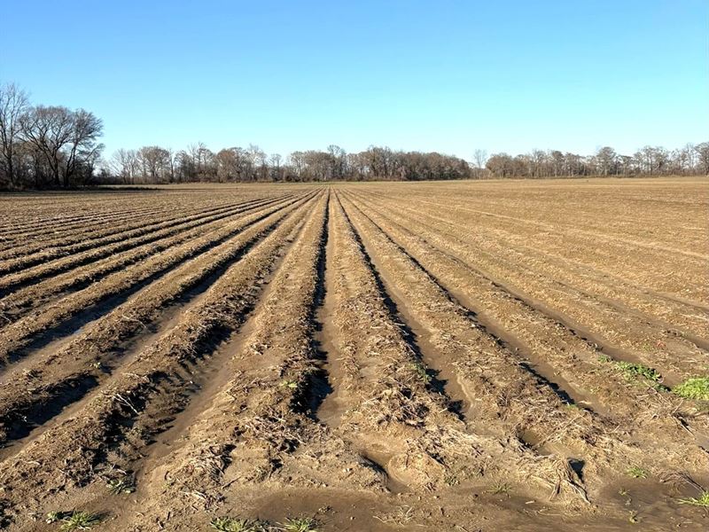 91.4 Acres in Sharkey County in Ang : Anguilla : Sharkey County : Mississippi