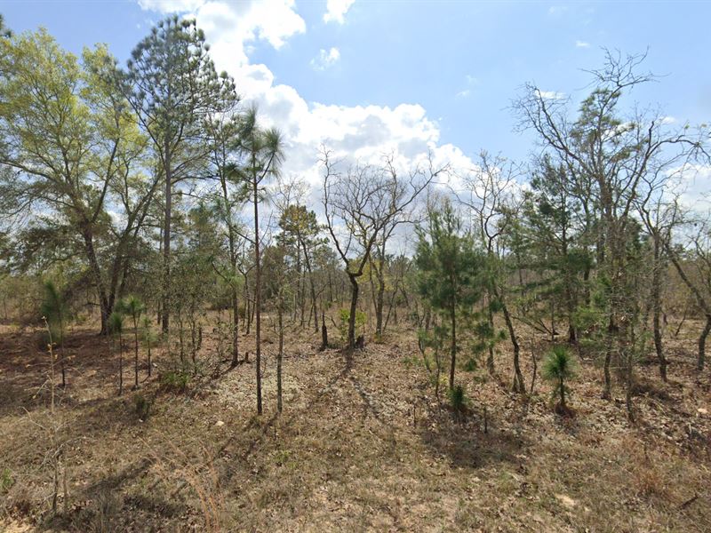 .2 Acre of Breathtaking, $250 : Interlachen : Putnam County : Florida