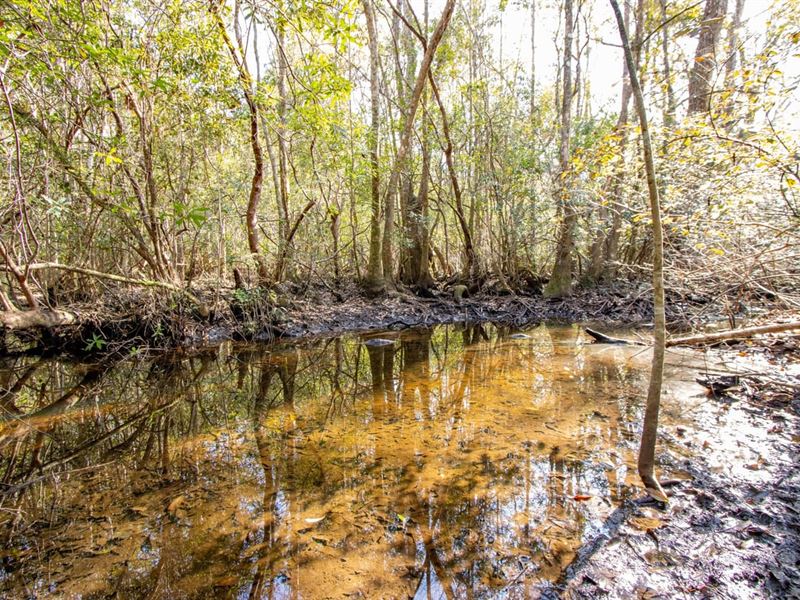 120 Ac Hunting Property with Flowin : Bonifay : Washington County : Florida