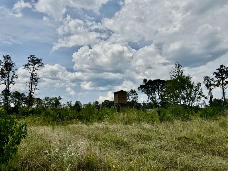 350 Acre Timber and Hunting Tract : Gloster : Amite County : Mississippi