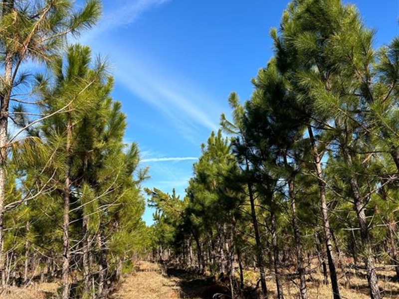 Excellent Timber Tract : Soperton : Treutlen County : Georgia