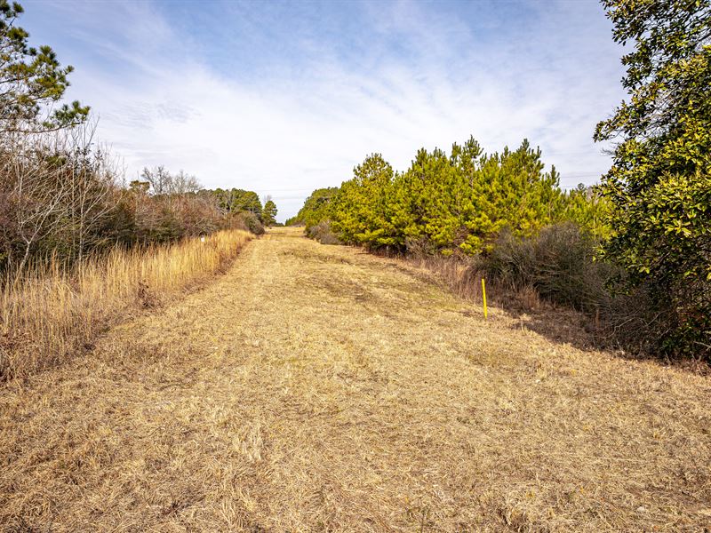 Homesite and Hunting Near McKinnis : Colins : Covington County : Mississippi