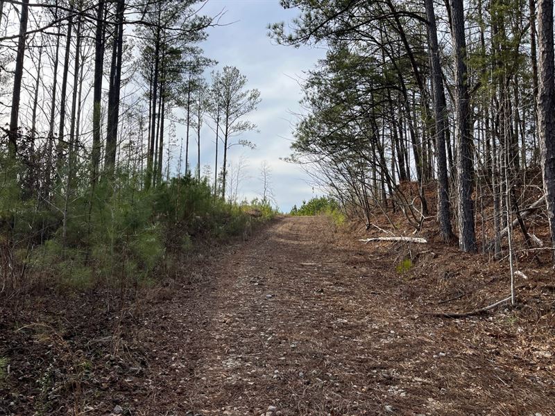 Grey Hill Tract 1, 57 Acres : West Blocton : Bibb County : Alabama