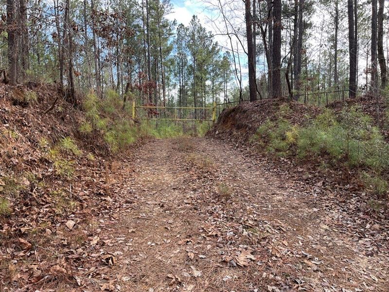 Grey Hill Tract 2, 37 Acres : West Blocton : Bibb County : Alabama