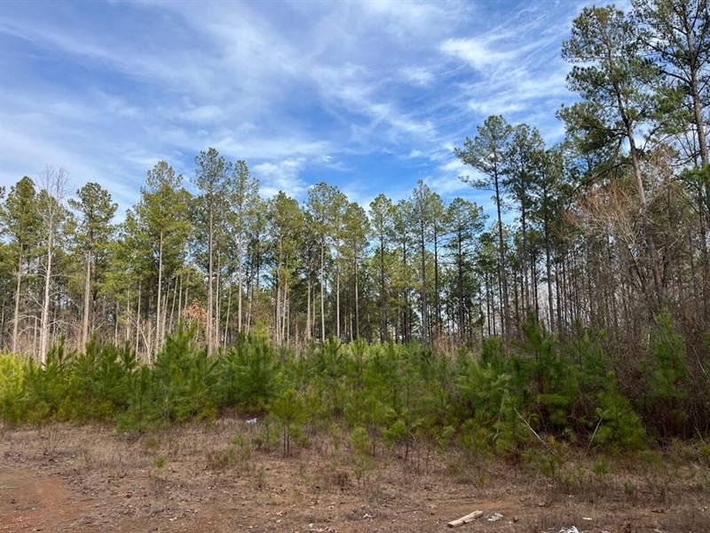 Grey Hill Tract 4, 11 Acres : West Blocton : Bibb County : Alabama