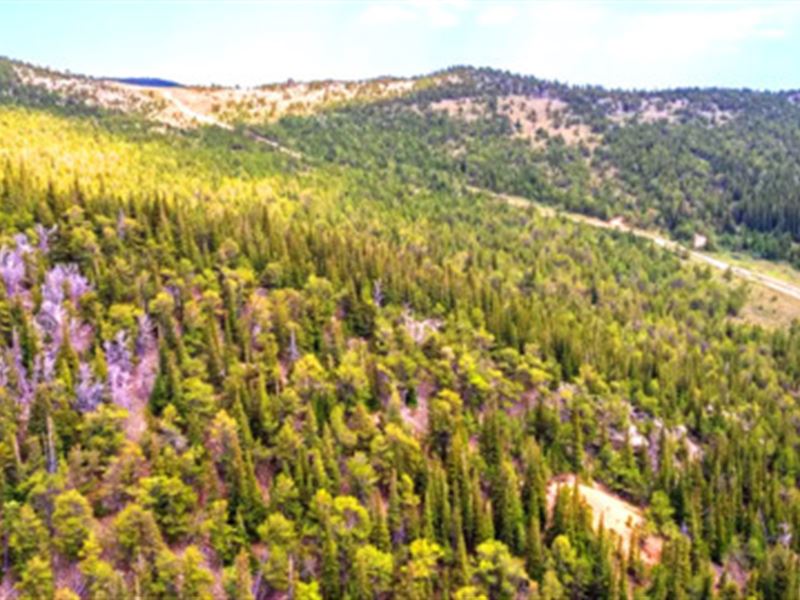 .3 Acres of Colorado Beauty : Idaho Springs : Clear Creek County : Colorado