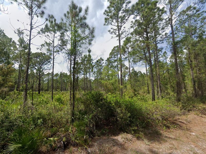 .23 Acres, Start Your Story Here : Georgetown : Putnam County : Florida