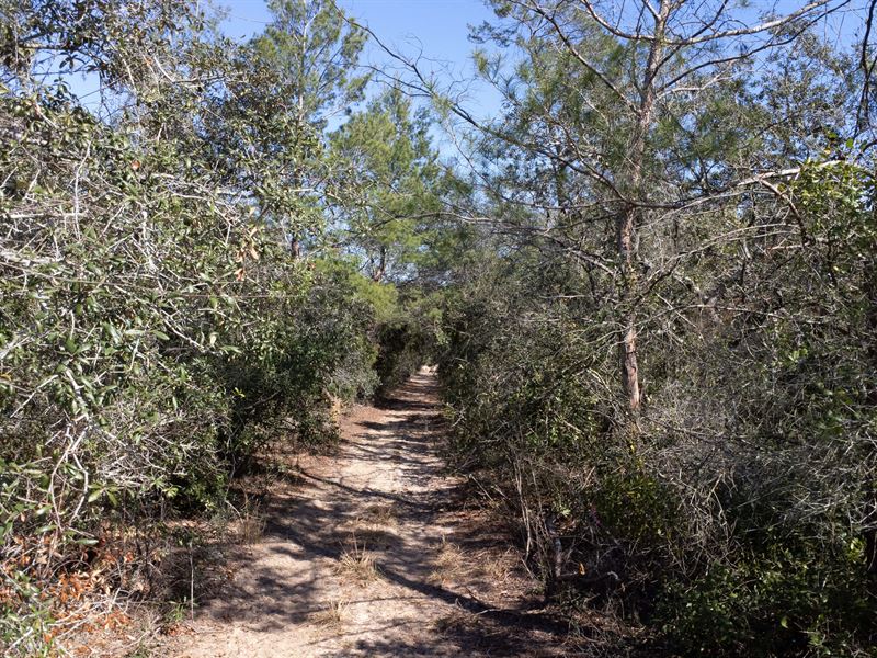 Affordable 0.32 Acre Investment : Umatilla : Marion County : Florida