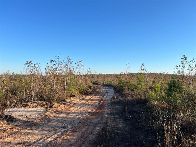 Sawyerville Hunting and Timber Trac : Sawyerville : Hale County : Alabama