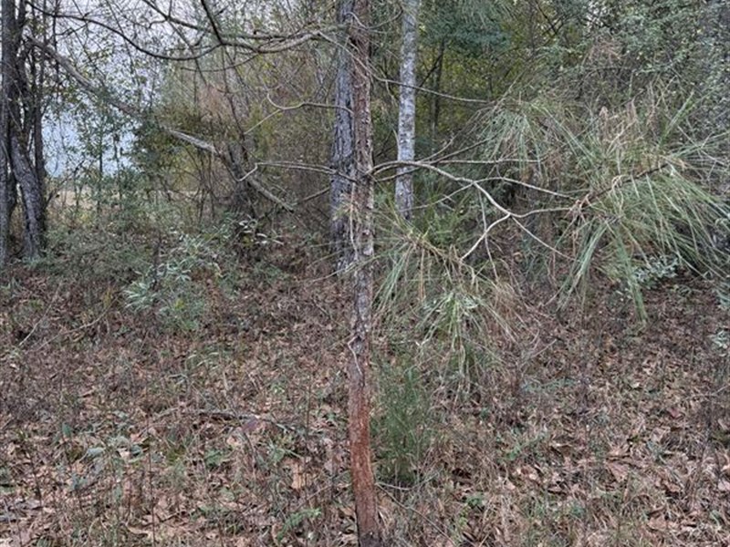 Lot 1 County Line Rd, Summit, MS : Summit : Amite County : Mississippi