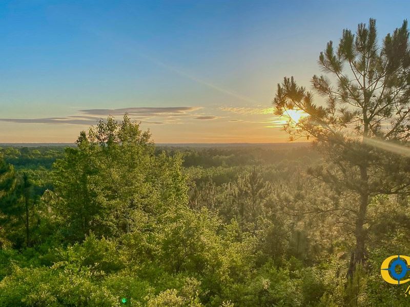 Longleaf Hill : Aiken : Aiken County : South Carolina