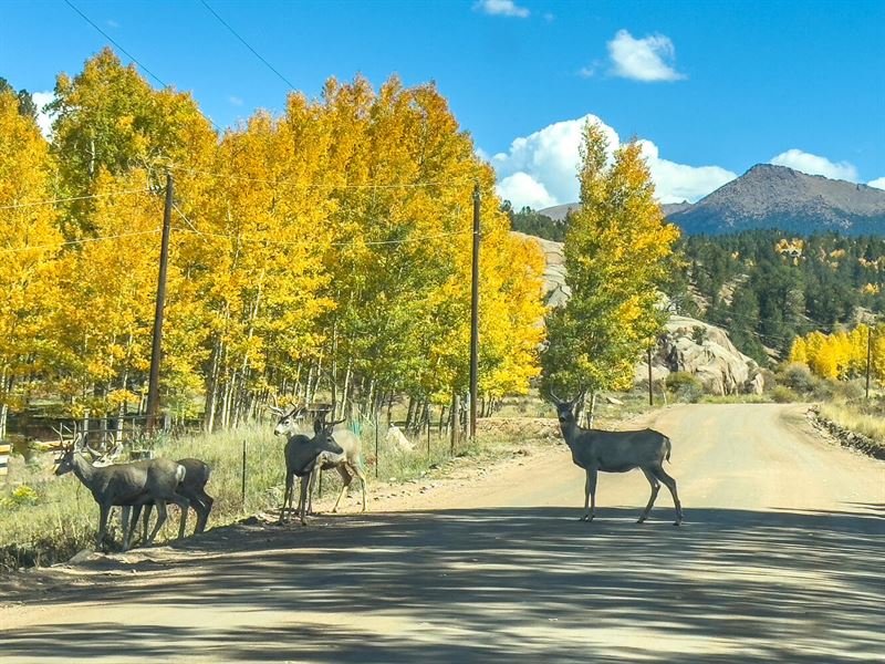 Cripple Creek Mountain Estates : Cripple Creek : Teller County : Colorado