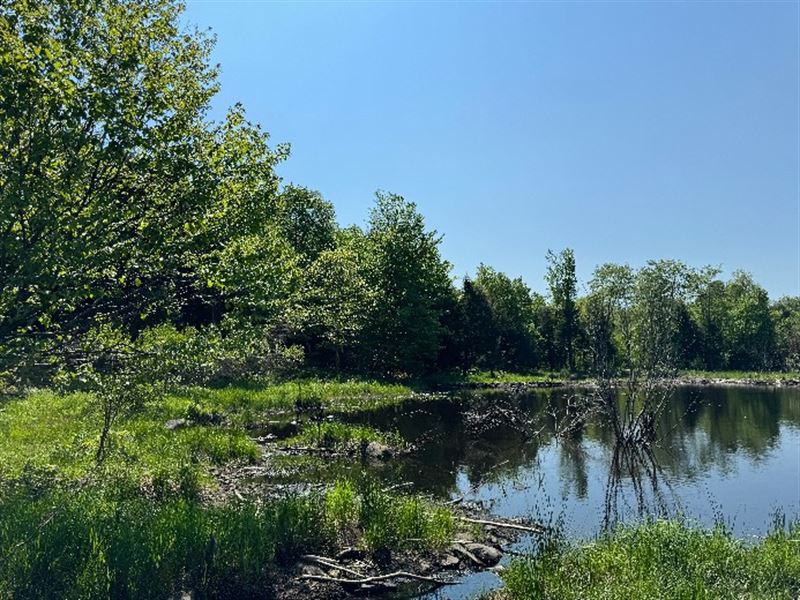 Tug Hill Woodlands & Beaver Pond : Lewis : Lewis County : New York